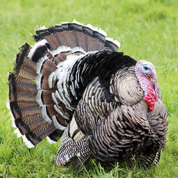 Endangered Turkey Breeds: Protecting America&rsquo;s Heritage
